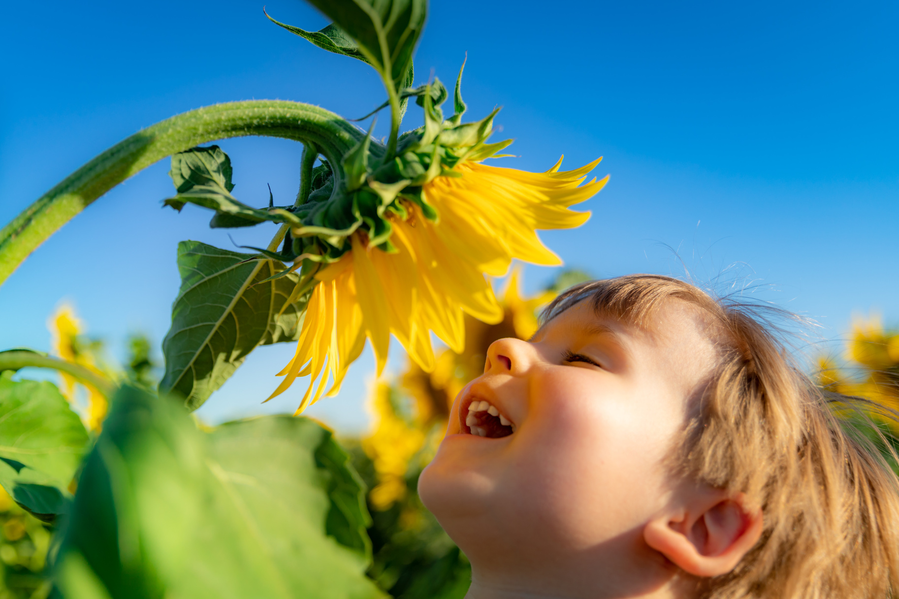 Happy Child Playing Outdoor in Sunflower Field